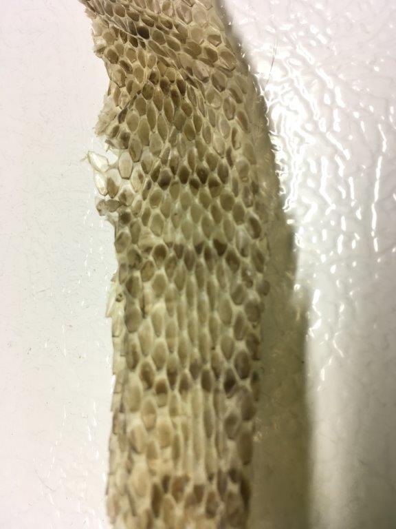 Los Angeles snake skin